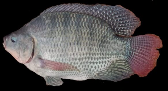 mojarra