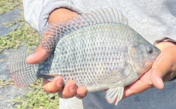 mojarra