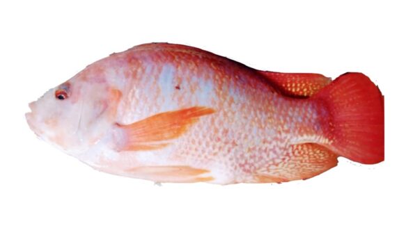 mojarra roja